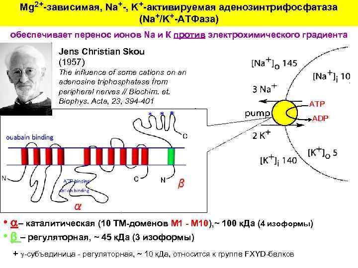 Mg 2+-зависимая, Na+-, K+-активируемая аденозинтрифосфатаза (Na+/K+-АТФаза) обеспечивает перенос ионов Na и К против электрохимического