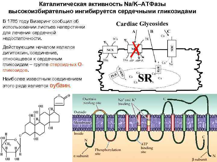 Каталитическая активность. Сердечные гликозиды и na k АТФАЗА. Каталитическая активность катализатора. Активность АТФАЗЫ зависит от.