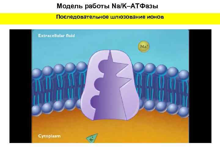 Модель работы Na/K–ATФазы Последовательное шлюзование ионов 