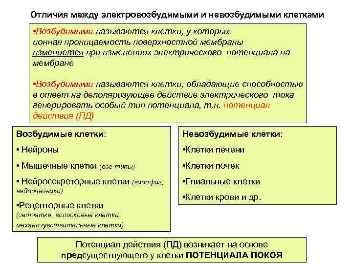 Отличия между электровозбудимыми и невозбудимыми клетками • Возбудимыми называются клетки, у которых ионная проницаемость