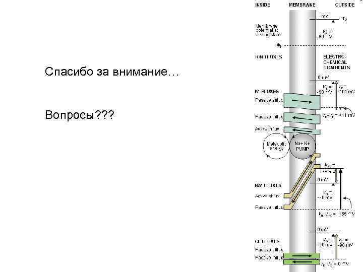 Спасибо за внимание… Вопросы? ? ? 