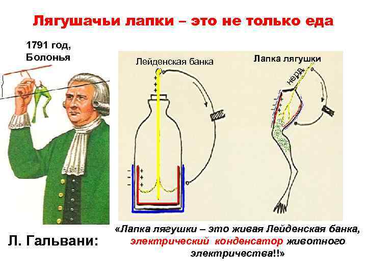 Лягушачьи лапки – это не только еда Лейденская банка Лапка лягушки не рв 1791