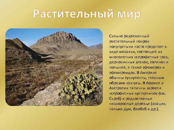 Растительный мир Сильно разреженный растительный покров полупустыни часто предстает в виде мозаики, состоящей из