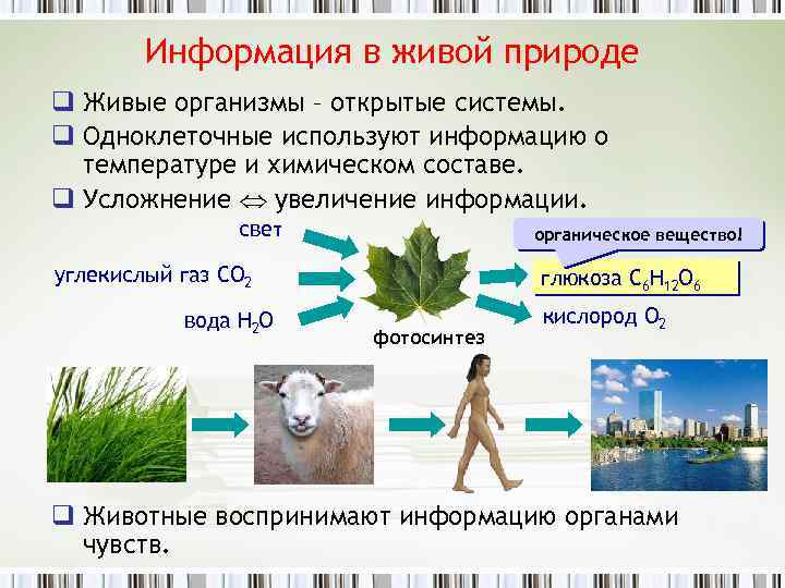 Организм открытая живая система