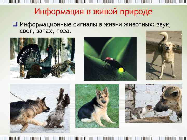 Информация в живой природе q Информационные сигналы в жизни животных: звук, свет, запах, поза.