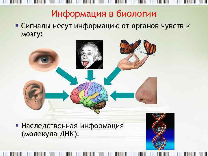 Информация в биологии § Сигналы несут информацию от органов чувств к мозгу: § Наследственная