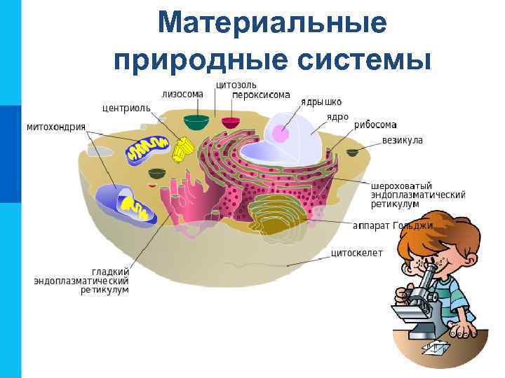 Материальные природные системы 