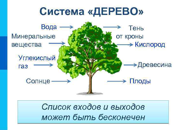 Система «ДЕРЕВО» Вода Минеральные вещества Углекислый газ Солнце Тень от кроны Кислород Древесина Плоды