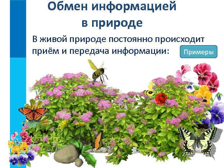 Обмен информацией в природе В живой природе постоянно происходит приём и передача информации: Примеры