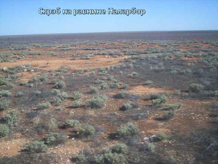 Скрэб на равнине Наларбор 