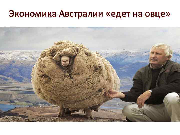 Экономика Австралии «едет на овце» 