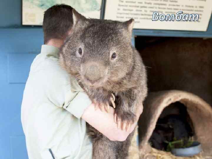 Вомбат 