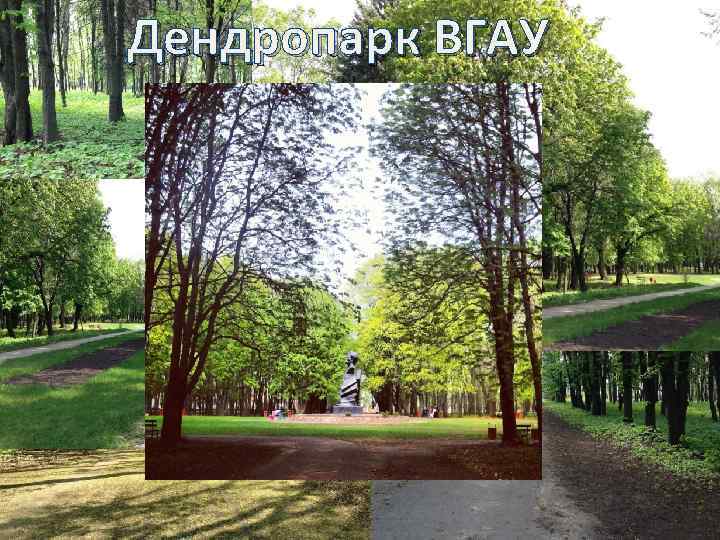 Дендропарк ВГАУ 