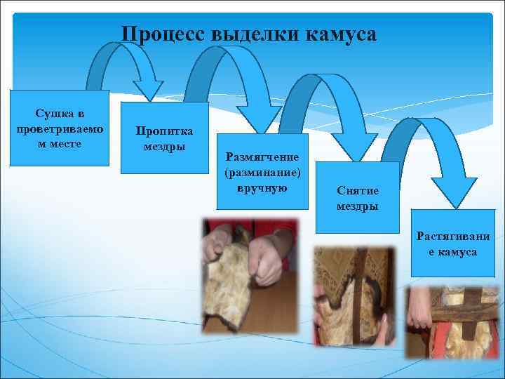 Процесс выделки камуса Сушка в проветриваемо м месте Пропитка мездры Размягчение (разминание) вручную Снятие