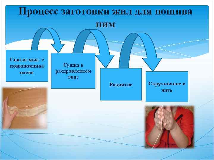 Процесс заготовки жил для пошива пим Снятие жил с позвоночника оленя Сушка в расправленном