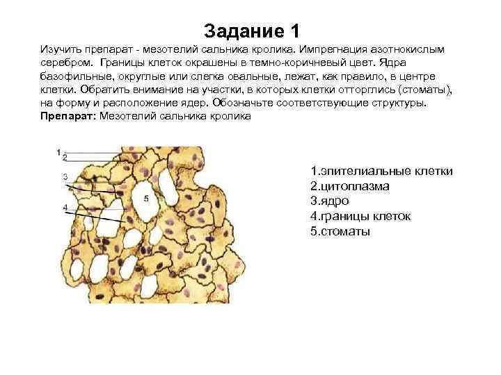 Задание 1 Изучить препарат - мезотелий сальника кролика. Импрегнация азотнокислым серебром. Границы клеток окрашены