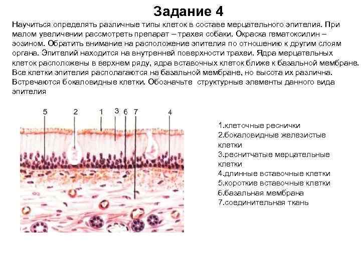 Мезотелий сальника препарат гистология