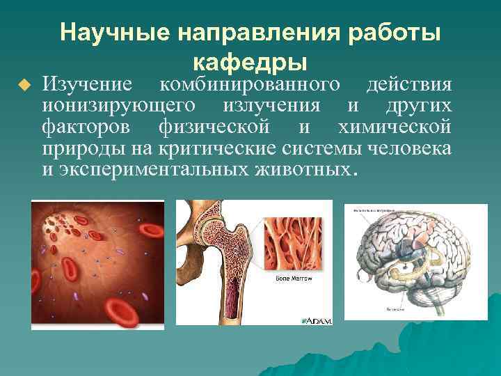 Научные направления работы кафедры u Изучение комбинированного действия ионизирующего излучения и других факторов физической