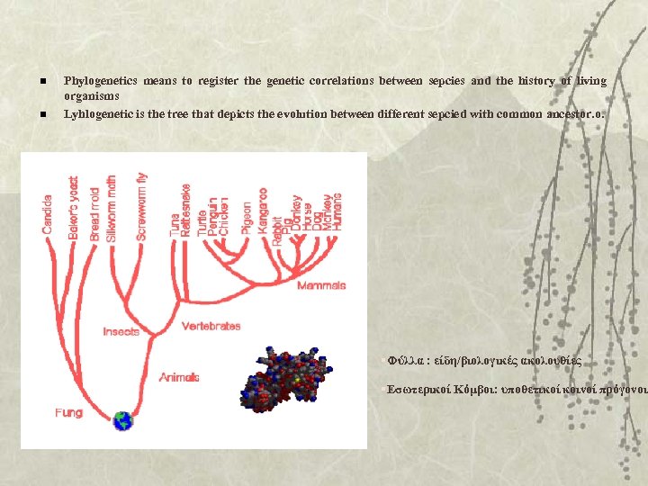 n n Phylogenetics means to register the genetic correlations between sepcies and the history