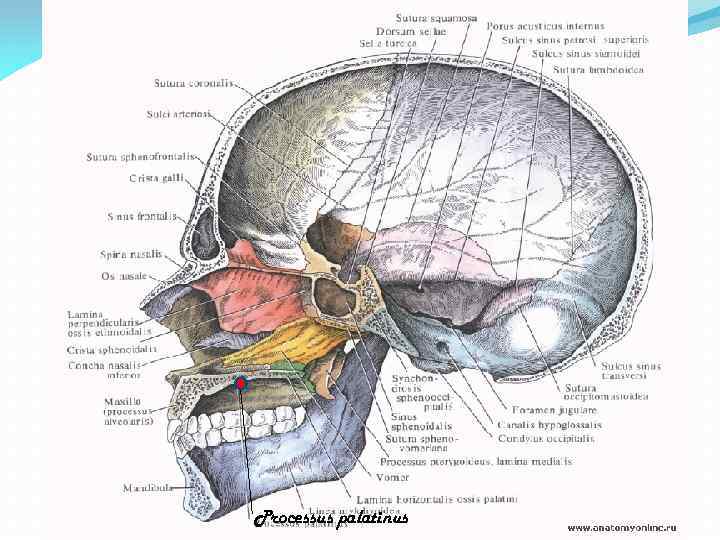 Processus palatinus 