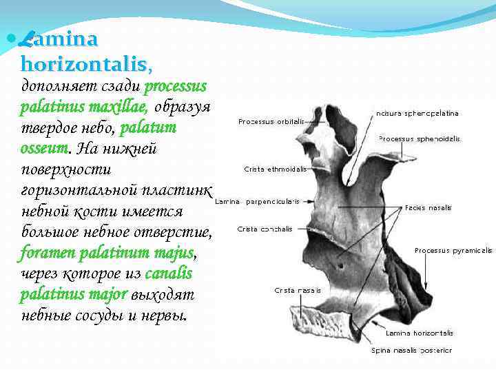  Lamina horizontalis, дополняет сзади processus palatinus maxillae, образуя твердое небо, palatum osseum. На