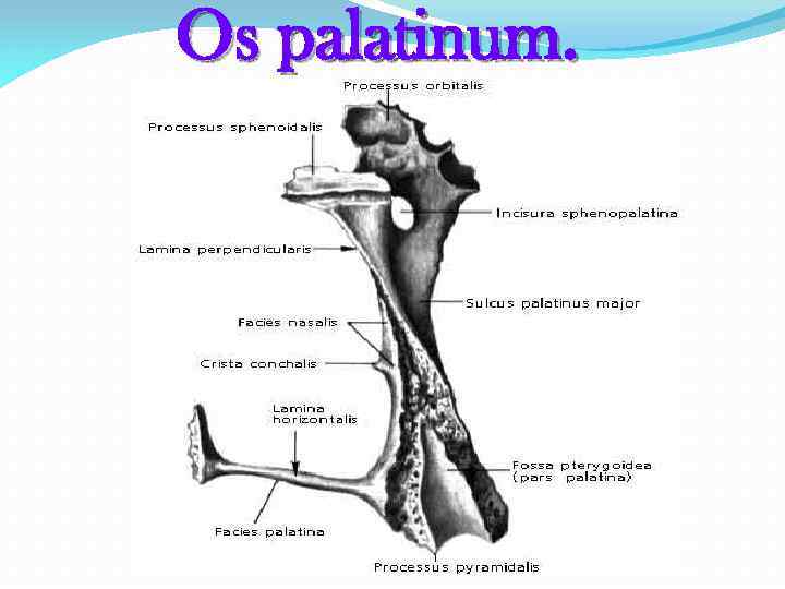 Os palatinum. 