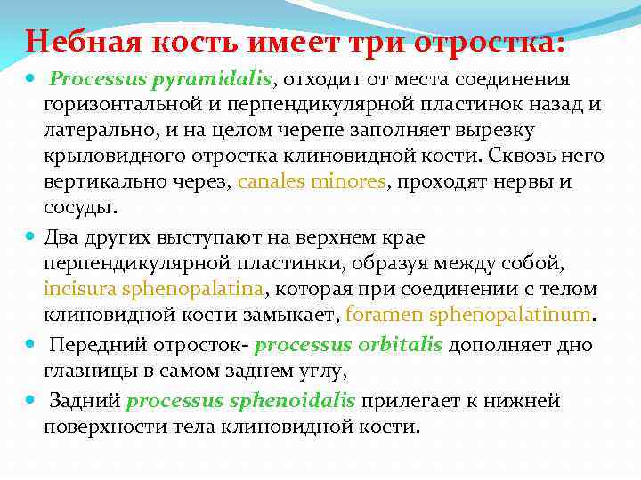 Небная кость имеет три отростка: Processus pyramidalis, отходит от места соединения горизонтальной и перпендикулярной