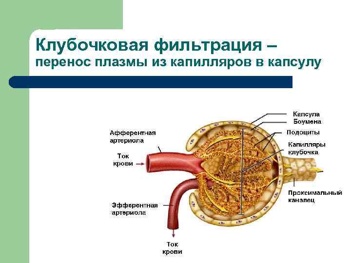 Клубочковая фильтрация 40