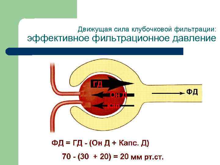 Факторы клубочковой фильтрации