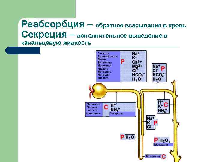 Реабсорбция – обратное всасывание в кровь Секреция – дополнительное выведение в канальцевую жидкость 