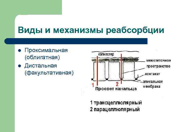 Виды и механизмы реабсорбции l l Проксимальная (облигатная) Дистальная (факультативная) 