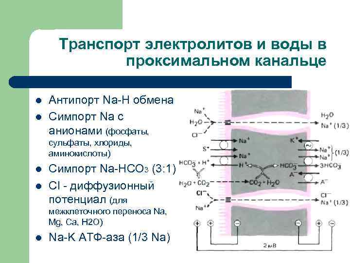 Виды ионного транспорта. Транспорт электролитов. Пассивный транспорт электролитов. Транспорт электролитов биофизика. Транспорт всасывания воды и электролитов в кишечнике.