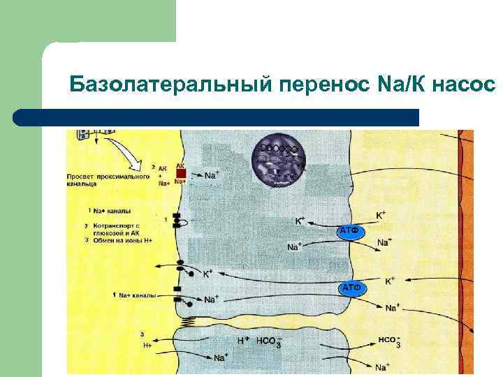 Базолатеральный перенос Na/К насос 