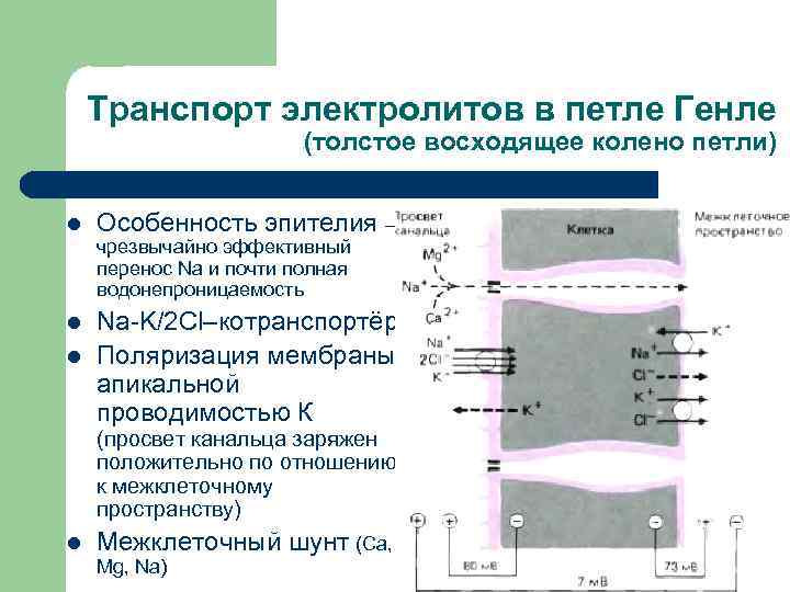 Ионный транспорт. Транспорт электролитов. Толстое восходящее колено петли Генле. Транспорт электролитов биофизика. Каков механизм ионного транспорта в электролитах?.