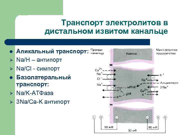 Транспорт электролитов в дистальном извитом канальце l Ø Ø Апикальный транспорт: Na/H – антипорт