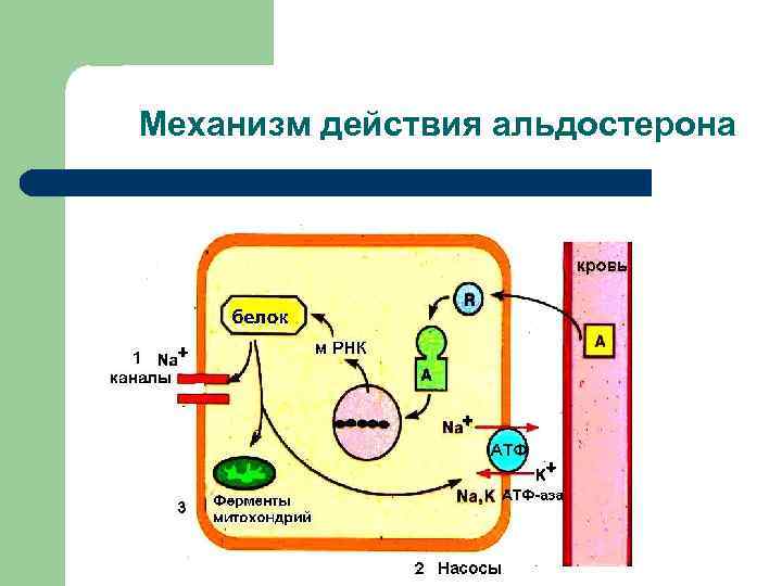 Механизм действия альдостерона 