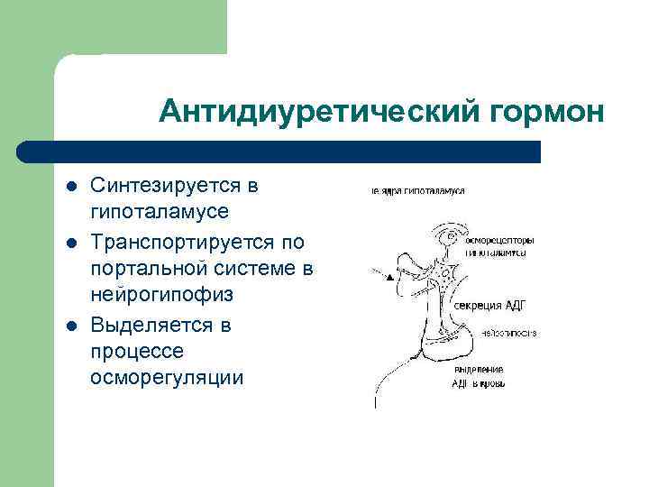 Антидиуретический гормон l l l Синтезируется в гипоталамусе Транспортируется по портальной системе в нейрогипофиз