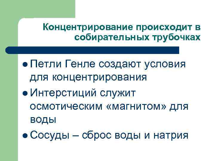 Концентрирование происходит в собирательных трубочках l Петли Генле создают условия для концентрирования l Интерстиций