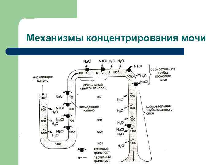 Механизмы концентрирования мочи 