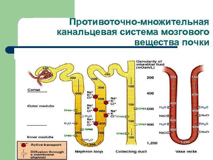 Схема поворотно противоточной множительной системы почек