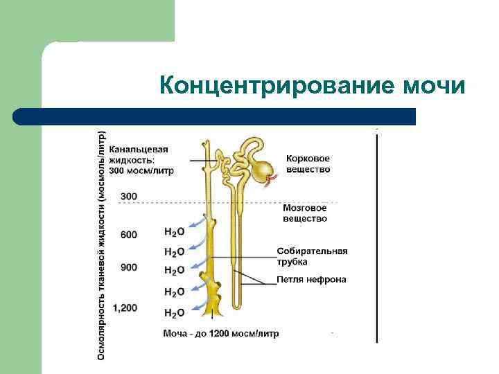 Концентрирование мочи 