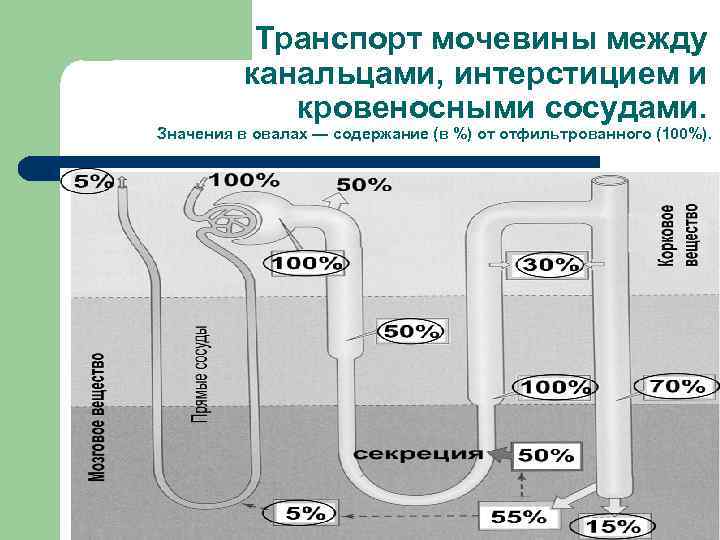 Водно солевой вытяжки