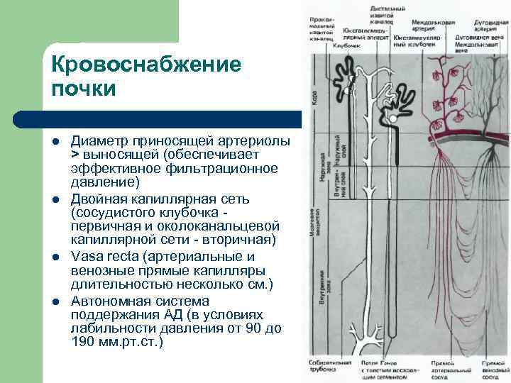 Двойная капиллярная сеть в почках схема