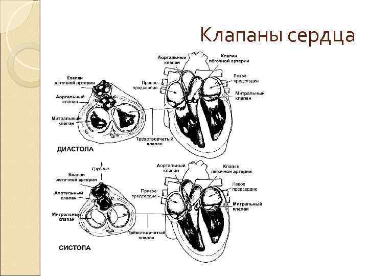 Рисунок клапанный аппарат сердца