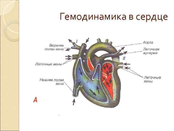 Работа сердца физиология