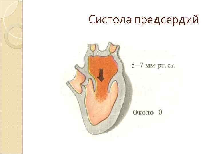 Систола предсердий 