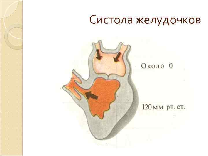 Систола это. Систола. Пресистола желудочков. Систола сердца. Систолы желудочков сердца.