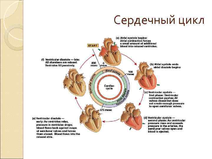 Сердечный цикл 