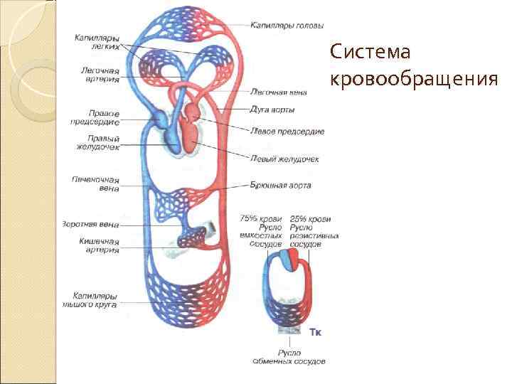 Система кровообращения 