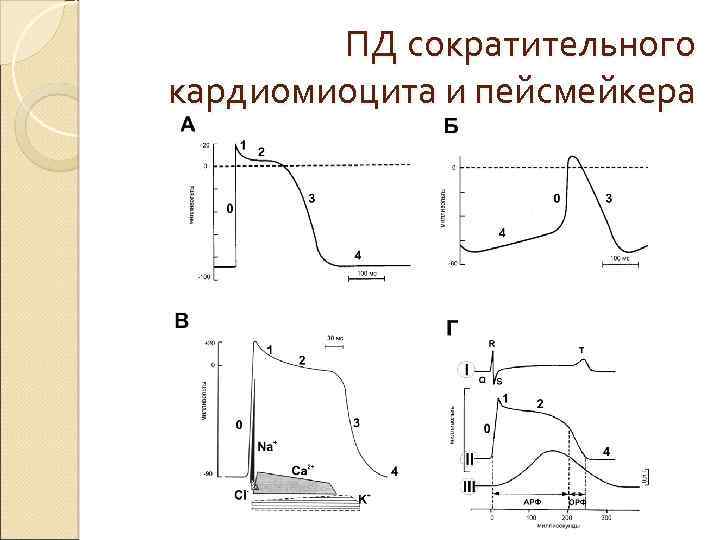 Потенциал действия пейсмекерных. Потенциал действия атипичного кардиомиоцитов. Потенциал действия пейсмекерных кардиомиоцитов. Пд типичных кардиомиоцитов фазы. Фазы деполяризации кардиомиоцитов.